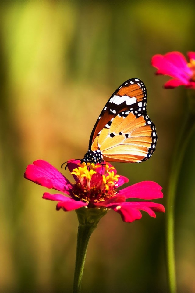 30 COLORFUL BUTTERFLY WALLPAPERS FREE TO DOWNLOAD ...