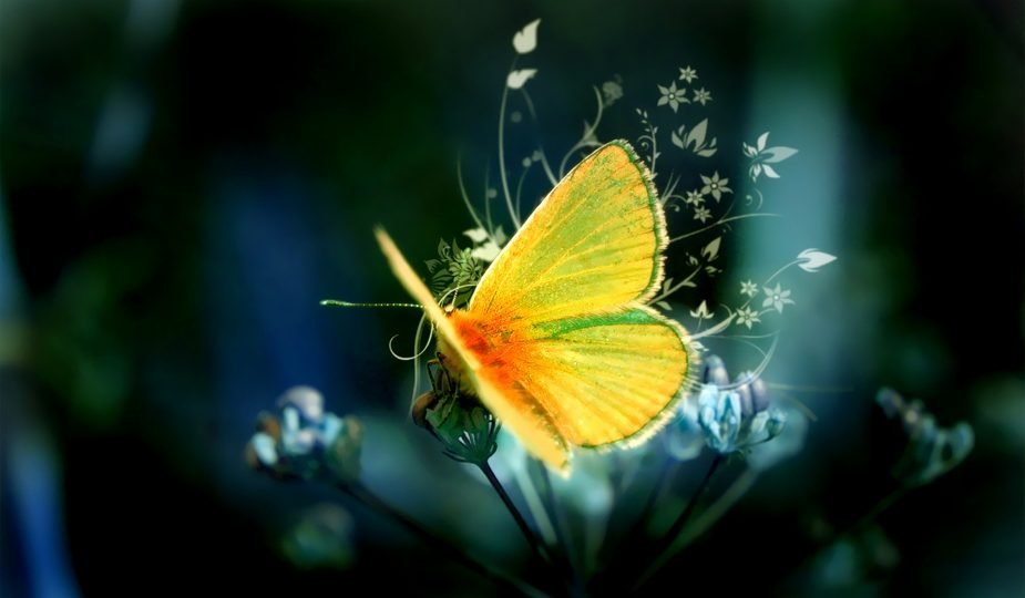 30 Colorful Butterfly Wallpapers Free To Download Godfather Style